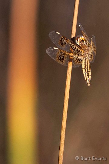 DSC_3595.jpg - Dragonfly