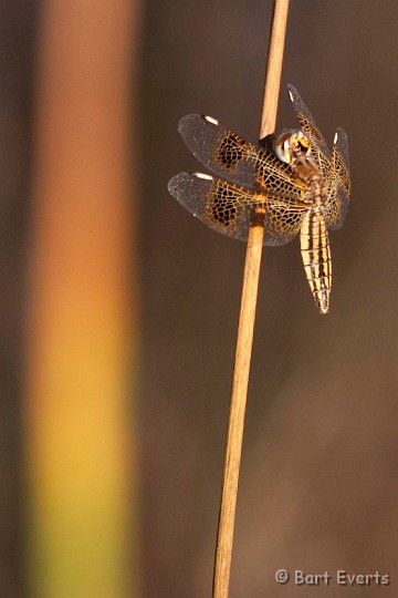 DSC_3595.jpg - Dragonfly