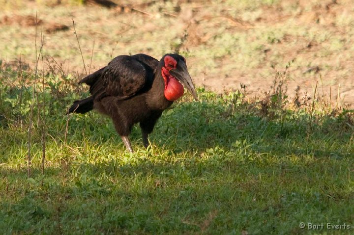 DSC_3120.jpg - Southern Groundhornbill