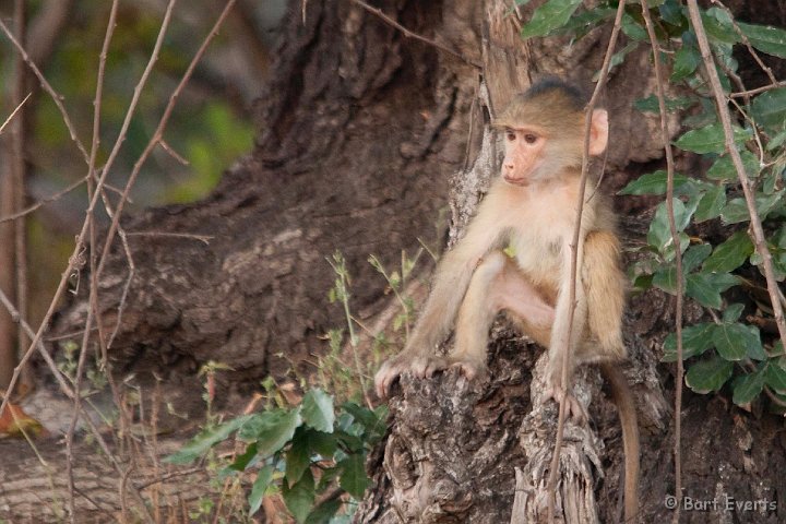 DSC_3157.jpg - little Baboon