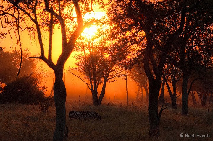 DSC_3167.jpg - Zebras at Sunset