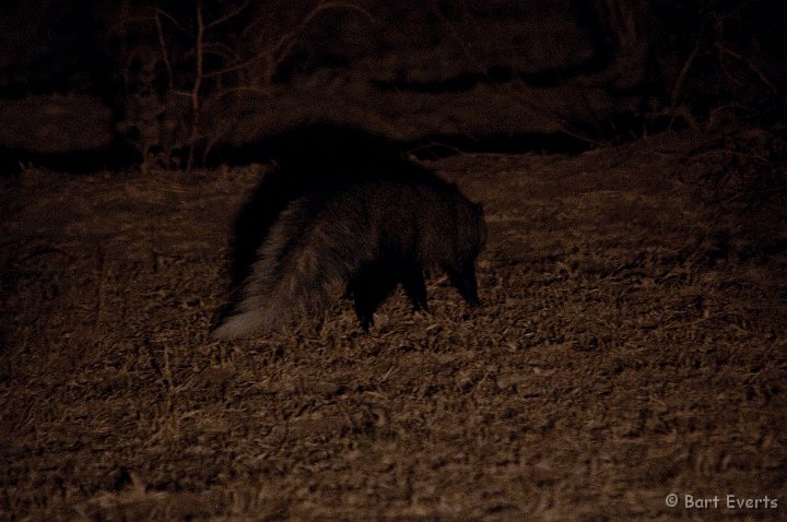DSC_3315.jpg - White-tailed mongoose