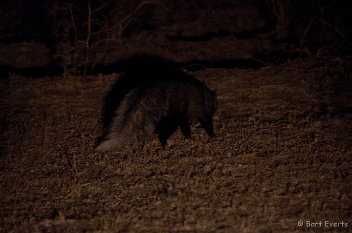 DSC_3315.jpg - White-tailed mongoose