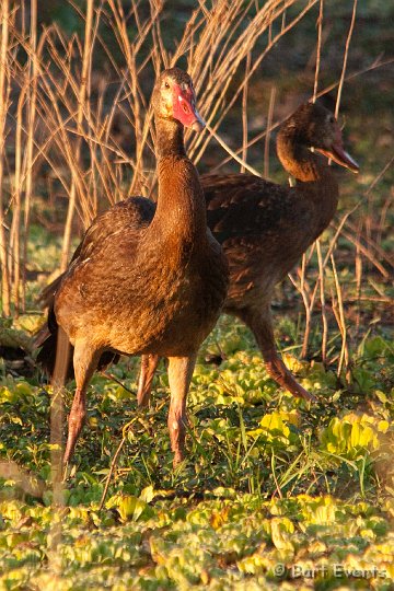 DSC_3332.jpg - Spurwinged goose