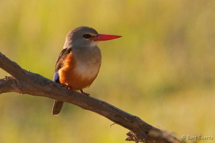 DSC_3338.jpg - Grey-headed Kingfisher