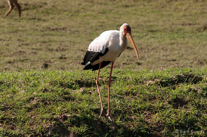 DSC_3361.jpg - Yellow-billed Stork