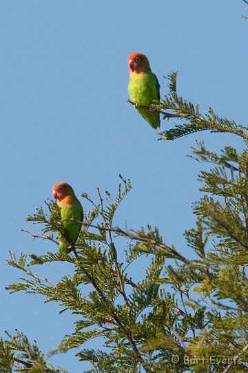 DSC_3366.jpg - Lilian's Lovebird