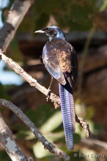 DSC_3371.jpg - Meves Starling