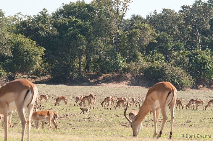 DSC_3374.jpg - Impalas