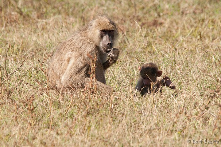 DSC_3381.jpg - Baboon