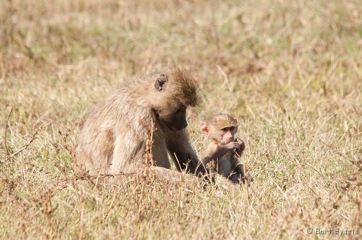 DSC_3384.jpg - Baboon