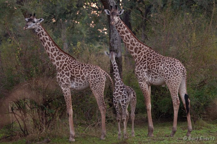 DSC_3397.jpg - Thornicroft Giraffes