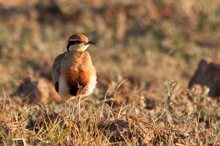 DSC_3403.jpg - Temmincks Courser