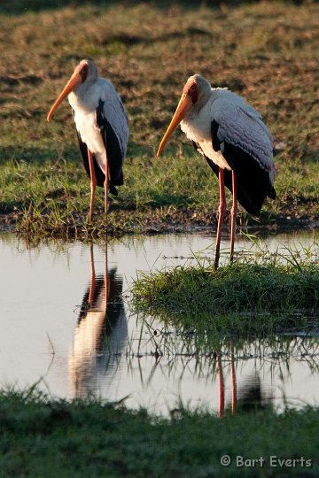 DSC_3407.jpg - Yellow-billed storks