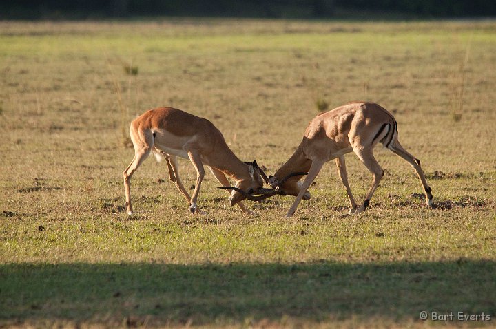 DSC_3410.jpg - Fighting impalas