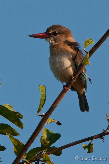 DSC_3414.jpg - Brown-hooded Kingfisher