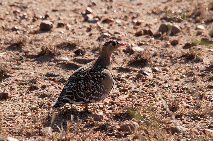 DSC_3419.jpg - Double-banded Sandgrouse