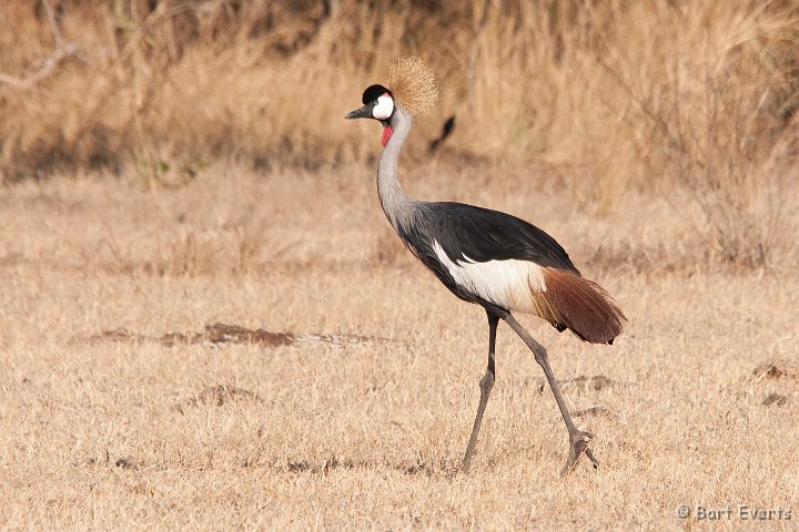 DSC_3433.jpg - Grey-Crowned Crane