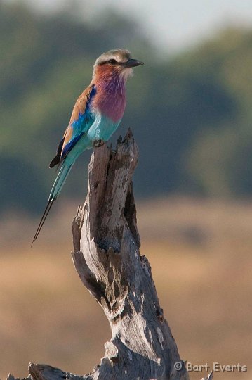 DSC_3435.jpg - Lilac Breasted Roller