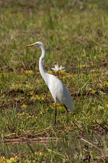 DSC_3440.jpg - Great white Egret