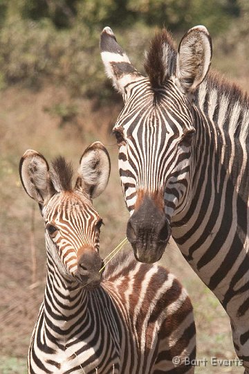 DSC_3450.jpg - Zebra