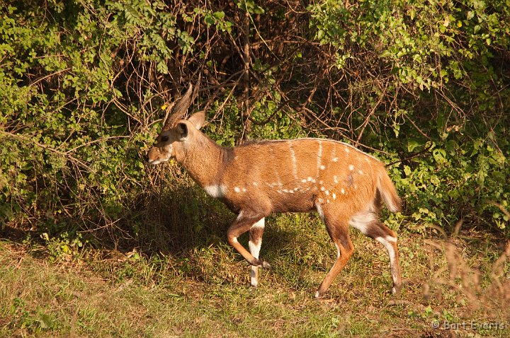 DSC_3455.jpg - Bushbuck