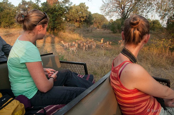 DSC_3458.jpg - Sunsetdrive with Impalas