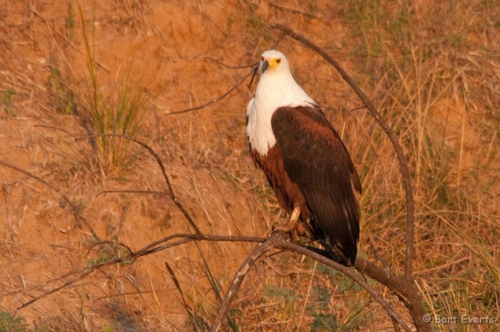 DSC_3463.jpg - African Fisheagle