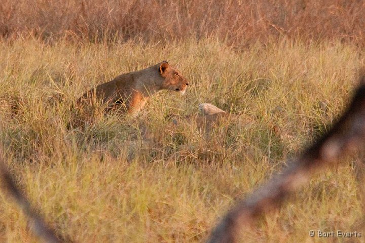 DSC_3482.jpg - Lioness