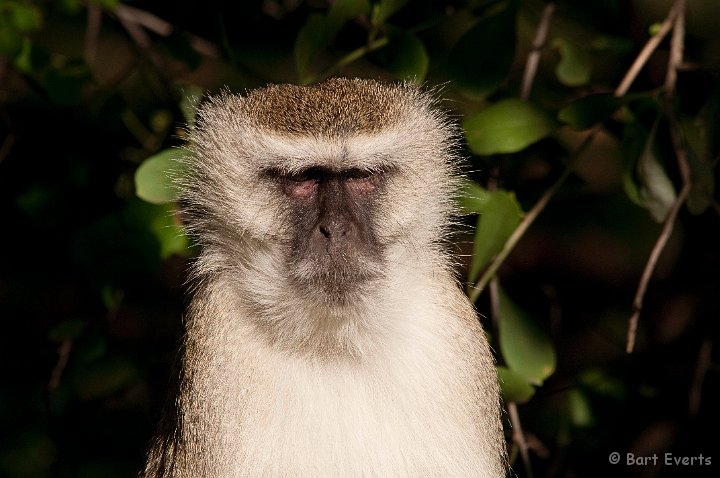 DSC_3955.jpg - Vervet Monkey on the campsite