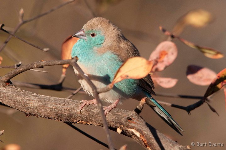 DSC_3977.jpg - Blue Waxbill