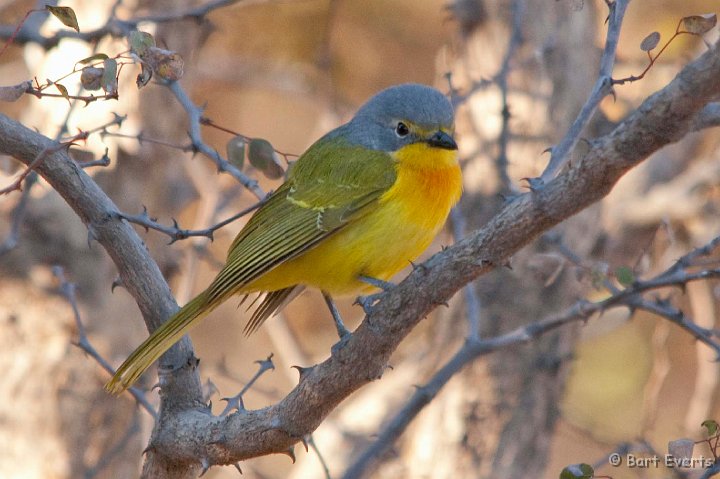 DSC_3979.jpg - Orange-breasted Bushshrike