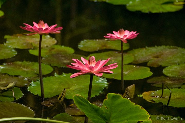 DSC_4905.jpg - One of the lovely lillies in the ponds of the Glasshouse