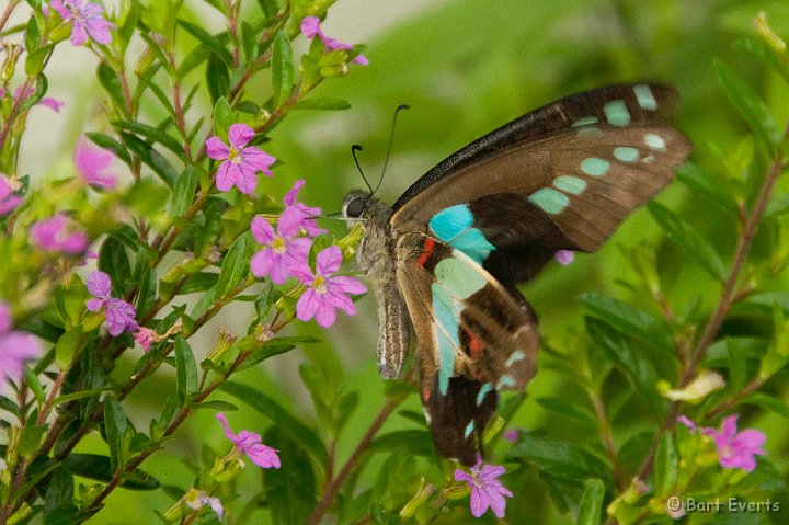 DSC_4966.jpg - Graphium sarpedon