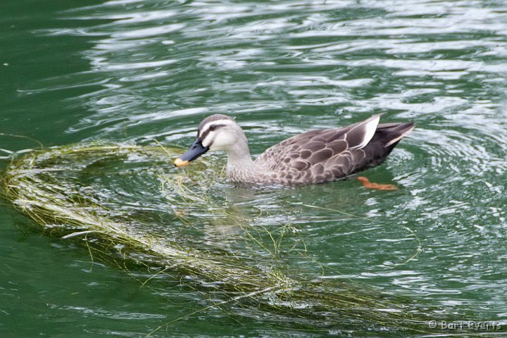DSC_5110.jpg - Spot-billed Duck