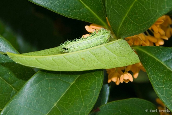 DSC_5115.jpg - Catterpillar