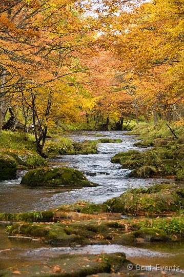 DSC_5236.jpg - Lovely Autumn colors