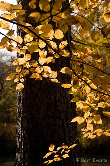 DSC_5244.jpg - Lovely Autumn colors