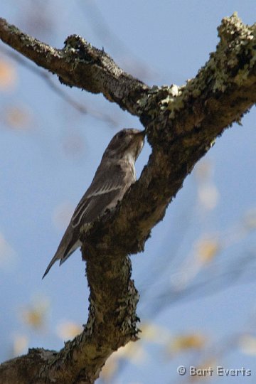 DSC_5258.jpg - Sooty Flycatcher