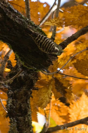 DSC_5266.jpg - Japanese Pygmy woodpecker