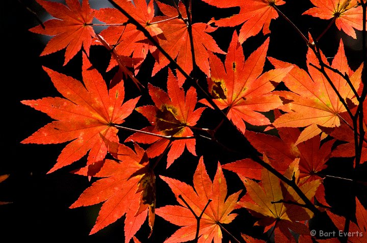 DSC_5280.jpg - Maple leaves
