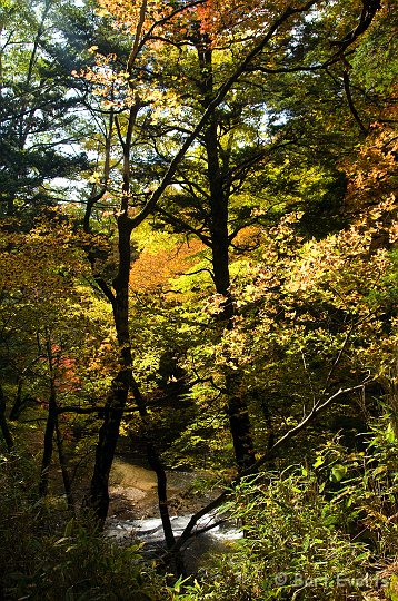 DSC_5286.jpg - Lovely Autumn colors