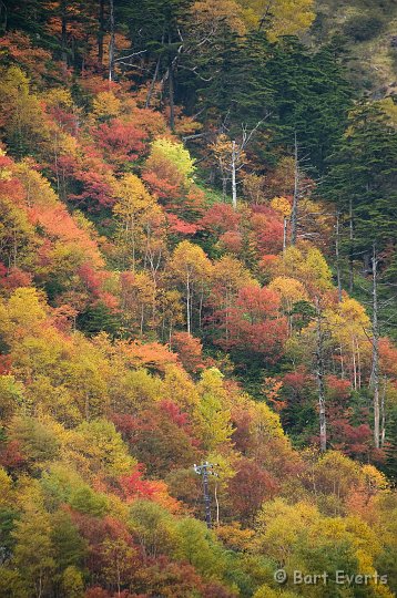 DSC_5319.jpg - Changing colors