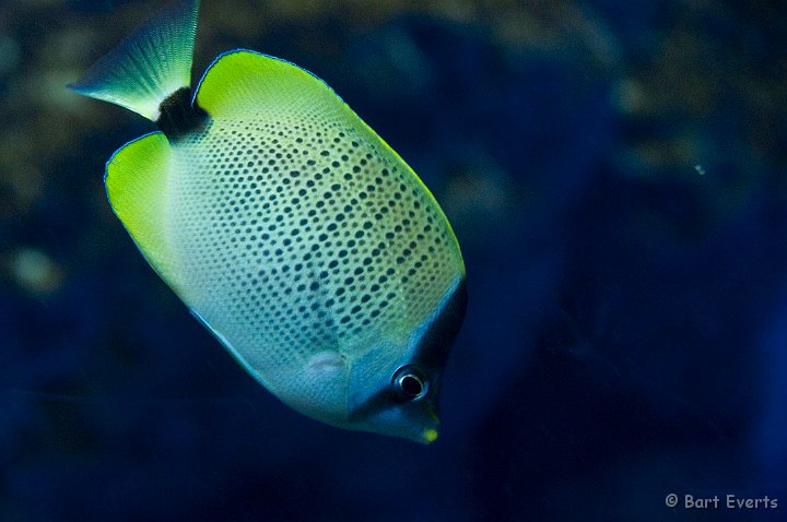 DSC_5501.jpg - Tokyo Sea Life Park: tropical fish