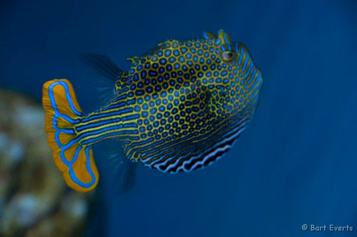 DSC_5506.jpg - Tokyo Sea Life Park: tropical fish