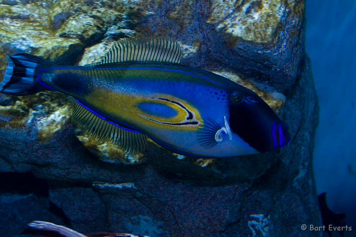 DSC_5508.jpg - Tokyo Sea Life Park: tropical fish