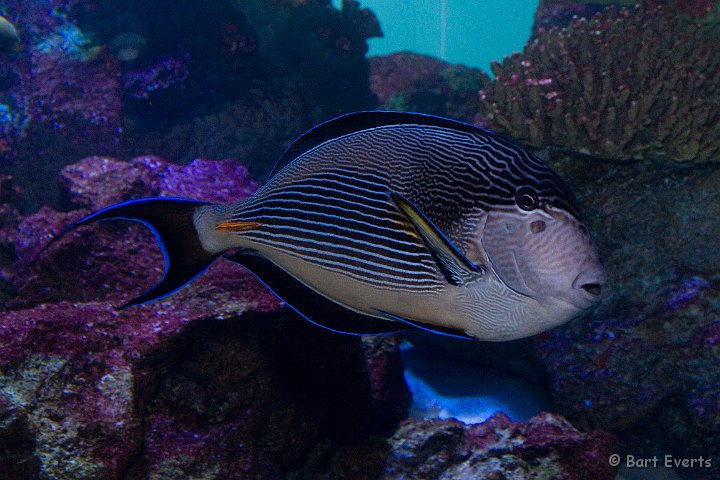 DSC_5510.jpg - Tokyo Sea Life Park: tropical fish