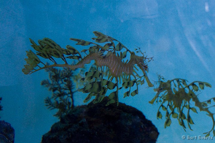 DSC_5511.jpg - Tokyo Sea Life Park: Seahorse