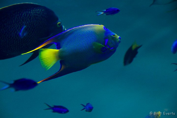 DSC_5515.jpg - Tokyo Sea Life Park: tropical fish