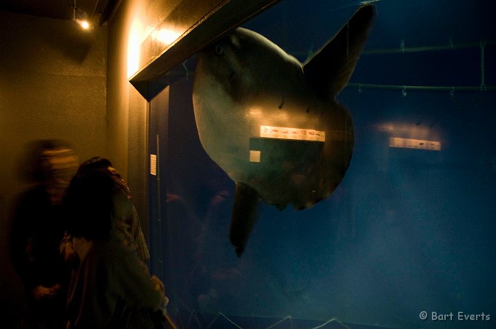 DSC_5524.jpg - Tokyo Sea Life Park: strange looking Mola mola